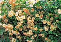The Rose Garden - Llanllyr Garden, Talsan, Ceredigion, Wales, June 
 