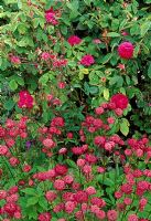 Rosa and Astrantia - Llanllyr Garden, Talsan, Ceredigion, Wales