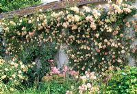 Rose garden - Llanllyr Garden, Talsan, Ceredigion, Wales
 