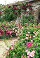 The Rose Garden - Section A Wall side. Rosa gallica var. officinalis and Rosa mundi with Geranium himalayense - Llanllyr Garden, Talsan, Ceredigion, Wales  