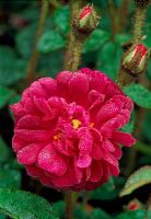 Rose in The Rose Garden - Llanllyr Garden, Talsan, Ceredigion, Wales 