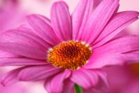Argyranthemum Summit Pink 'Cobsing' Marguerite Daisy Crazy Series 