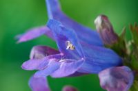 Penstemon heterophyllus 'Heavenly Blue' 