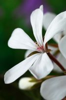 Pelargonium 'Dresden White'