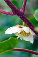 Actinidia chinensis 'Hayward' - Kiwi fruit, female flower