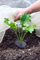 Covering a winter Brassicas with fleece to guard against pests