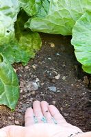 tep by step Brassica care  - Step 2 - apply slug pellets