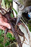 Washing roots of Scorzonera 