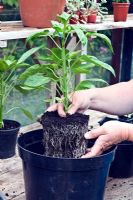 Step by step potting a Capsicum - Green Pepper plant into its final pot. Step 1 - lowering in
