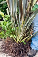 Ridding a Phormium 'Alison Blackman' of Ground Elder. Step 1 - lift the plant out of the bed