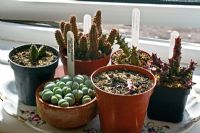 Collection of succulents on a windowsill