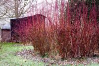 Old shepherds hut and red stemmed cornus  - Court Lane Farm, Wiltshire 