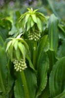Eucomis bicolor - Pineapple Lily