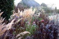Rosa Bonica and Calamagrostis brachytricha covered in frost - Mallards garden, Wiltshire 