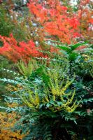 Acer oliverianum and the flowers of Mahonia x media 'Lionel Fortescue' AGM