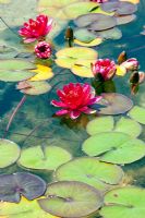 Nymphaea - Water Lilies used as a water cleaner or filter in a natural swimming pool