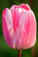 Tulipa 'Baronesse'