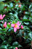 Camellia sasanqua 'Tanya'