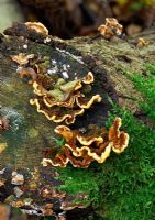 Stereum hirsutum - Hairy Stereum, usually found on stumps, logs and fallen branches of deciduous trees, especially oak