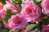 Camellia x williamsii 'Waterlily'