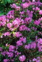 Rhododendron 'Anna Baldsiefen'