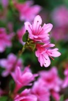 Rhododendron 'Kirin'
