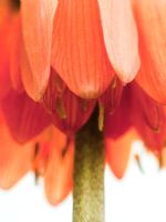 Fritillaria imperialis 'Slagswaard' - Crown Imperial, also known as Kaiser Crown