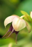 Helleborus x sternii, ripening seedhead