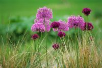Alliums with Anemanthele lessoniana syn. Stipa arundinacea