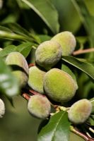 Prunus dulcis - Almonds