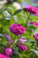 Rosa 'Reine des Violettes'