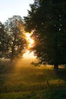 Sunrise behind trees on grassy meadow