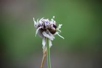 Allium ophioscorodon - Garlic