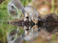 Scuirus carolinensis - Grey squirrel drinking from garden pond