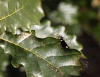 Calliteara pudibunda - Pale Tussock on Oak leaf