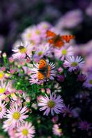 Aster 'Ochtendgloren' AGM with small copper butterfly - Lycaena phlaeas and Comma butterfly - Polygonia c-album
