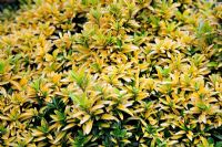 Euonymus japonicus 'Microphyllus Gold Dust'
