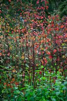Cornus alba 'Kesselringii' - Red Barked Dogwood