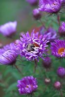 Aster novae - angliae 'Barr's Blue' with visiting Bumble Bee