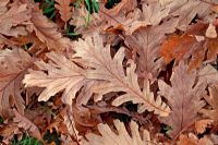 Fallen leaves of Quercus frainetto - Hungarian Oak
