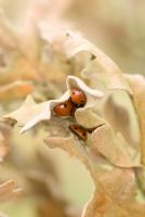 Coccinella septempunctata - Seven spot ladybirds overwintering on Quercus pyrenaica