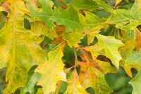 Quercus nuttallii - Nutall Oak