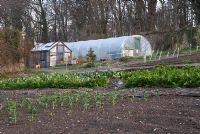 Vegetable plot in Spring including rows of broad beans, a greenhouse and polytunnel