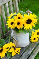 Helianthus annus - Sunflowers in watering can on bench
