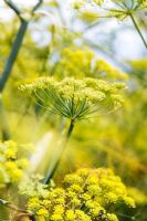 Foeniculum vulgare - Sweet fennel