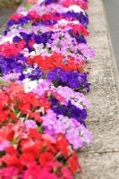 Petunias in reds, pinks and purples planted on the top of a wall