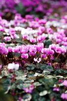 Cyclamen coum naturalised in wooded area