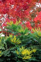 Mahonia x media 'Lionel Fortescue' AGM with Acer rubrum 'October Glory' AGM in early November