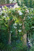 Rosa 'Rambling Rector' growing over wooden pergola - The M and G Garden, Gold medal winner, RHS Chelsea Flower Show 2010

