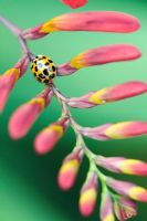 Harmonia axyridis - Harlequin ladybird, also known as Asian Ladybird or Halloween Ladybird, on Crocosmia 'Lucifer' 